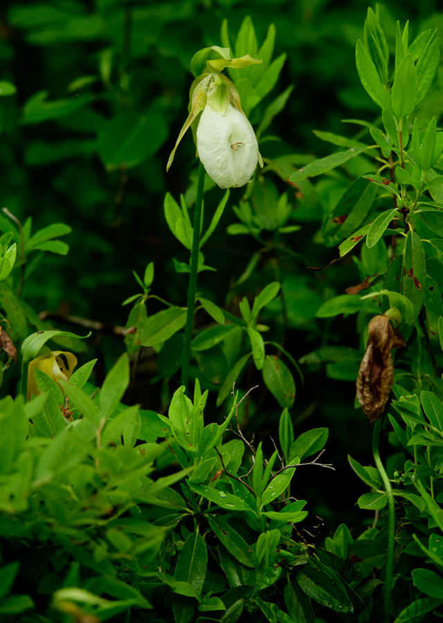 Cypripedium acaule [200 mm, 1/250 Sek. bei f / 7.1, ISO 2000]